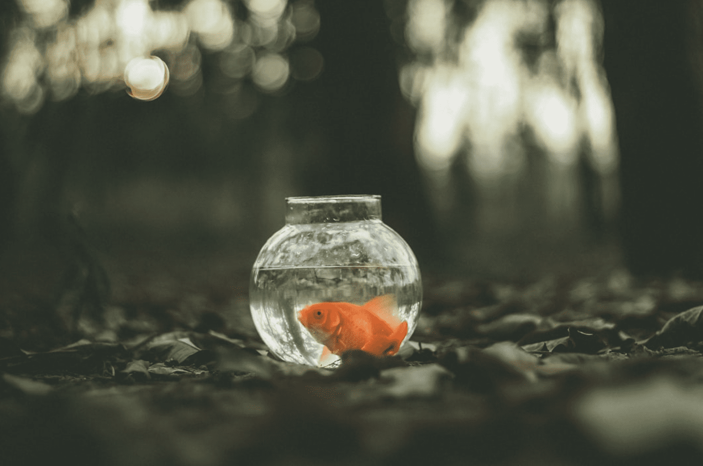 goldfish in bowl
